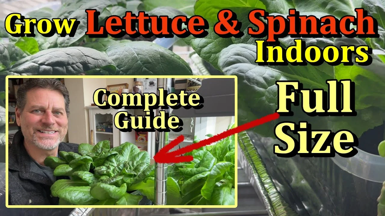 How to Grow Indoor Greens with Shop Lights